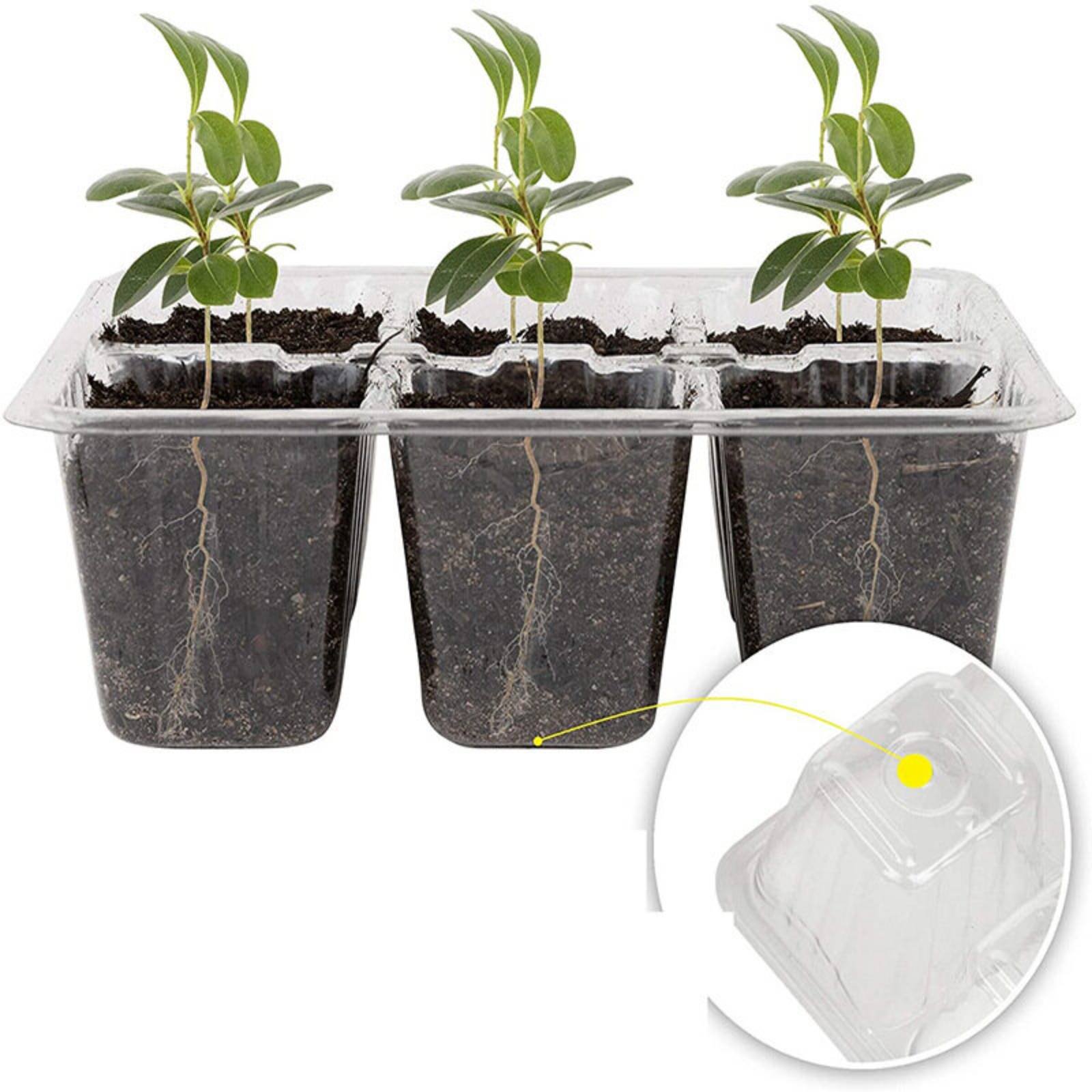 12-Fach Keimschale mit Integri – Humidity Dome Kit Bewertung und Preis