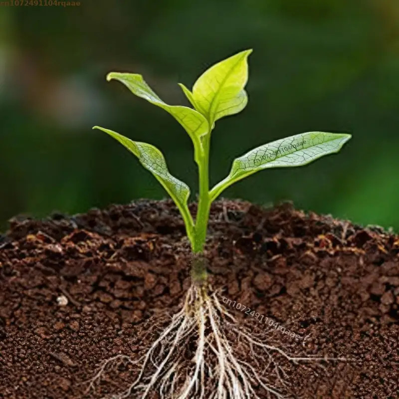 Pflanzenwurzelungs-Pulver Indo – Rooting Hormone Powder Bewertung und Preis