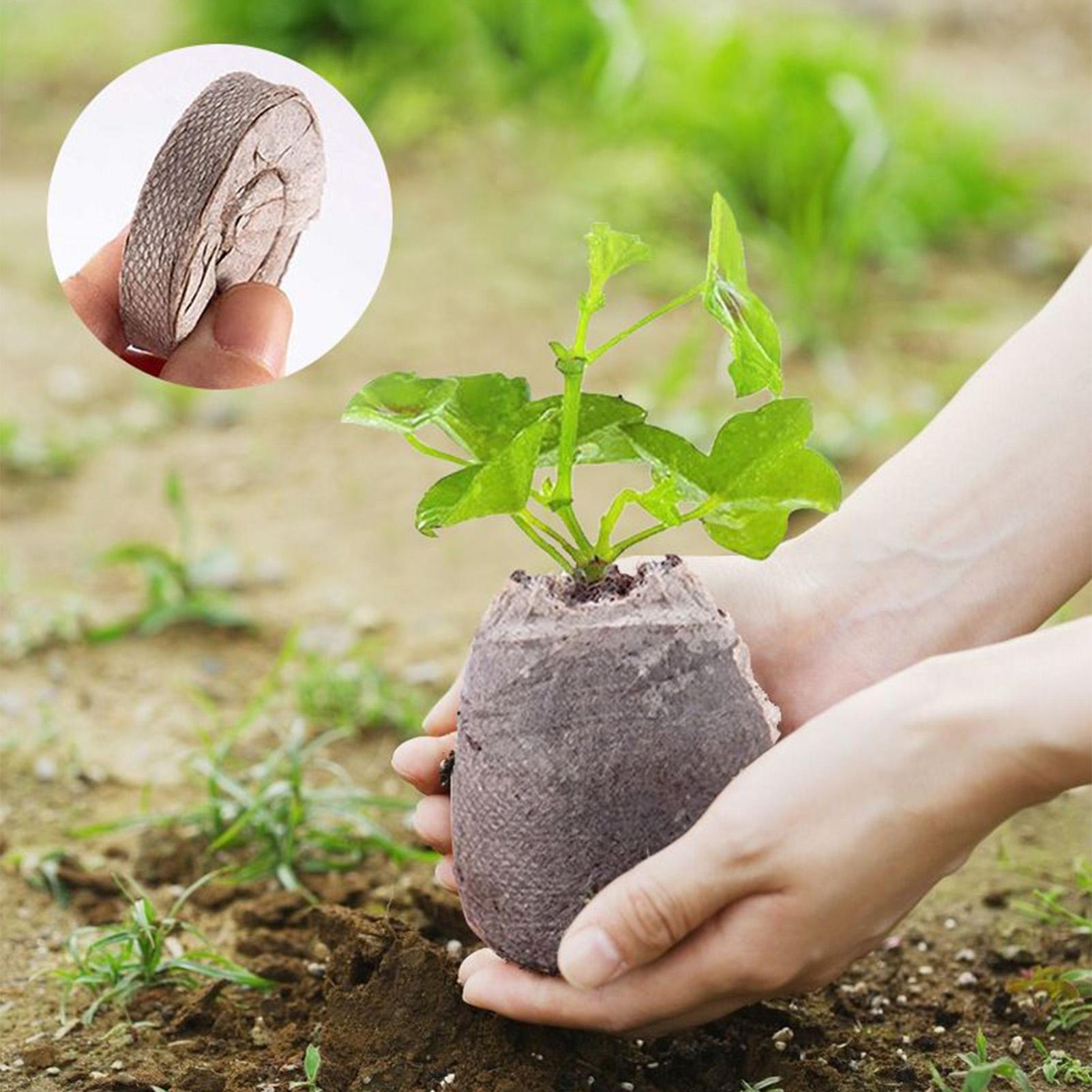 100 Stück Pflanzmischungs-Tray – Peat Pellet Tray Bewertung und Preis