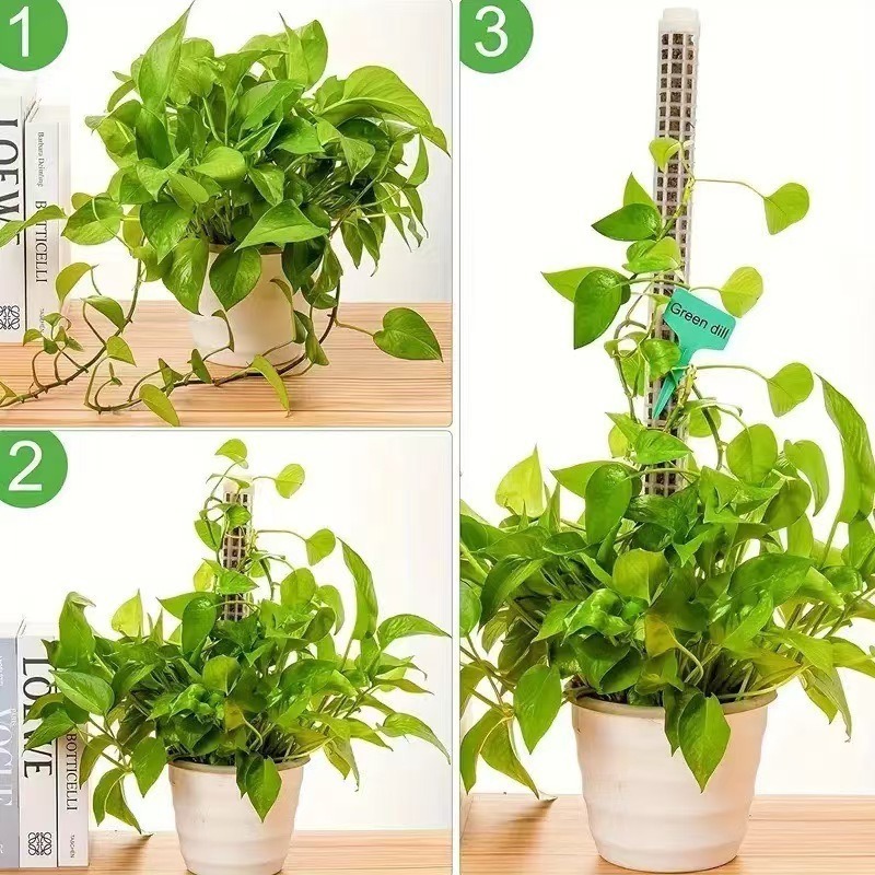 1/2/3 Stück Selbstbewässernde  – Sphagnum Moss Dry Bewertung und Preis